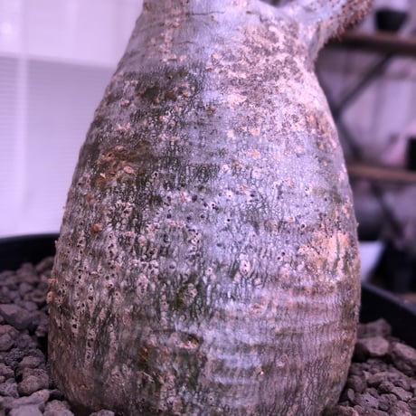 packypodium  gracilius 《M size》  現地球  発根済み株   mad black pot植え（限定①株）