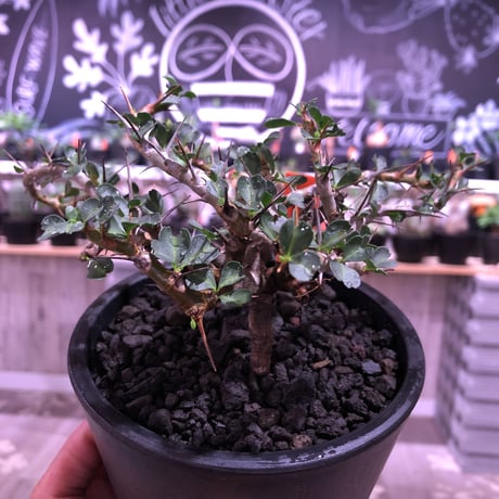 サルコカウロンバンデリエティアエ | STORES