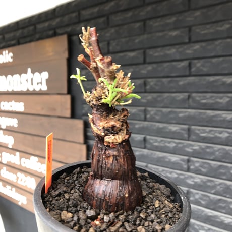 mestoklema tuberosum《M size》※現地球発根後店主国内管理4年株※compact且つ絶妙な纏まり良き良樹形‼︎冬季も動く唯一無二な希少灌木※mad black pot植え