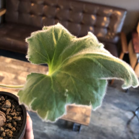pelargonium lobatum《L  size》※現地球発根済株※店主国内管理6年株※個体差として大変特化した樹形の持ち主‼︎ロバツムにしてはbig株※mad black pot植え
