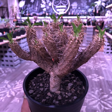 euphorbia    guillauminiana《M  size》整った枝ぶりbalanceのギラウミ