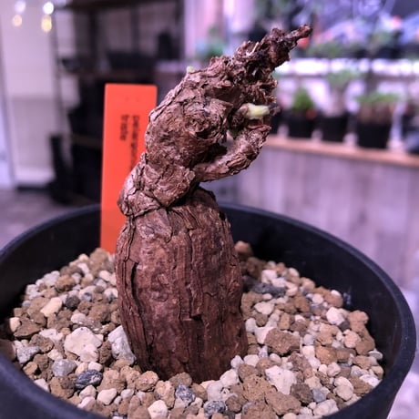 pelargonium  triste《M size》※古木感ある幹からgapある葉を展開する人気トリステ‼︎