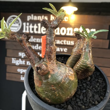 pachypodium gracilius 《L size》希少‼︎green肌&極現地焼け3-he'd株※現地球発根後店主国内管理3年株※全てが堪らない低重心3分頭※black bowl pot植え