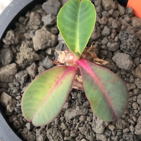 euphorbia viguieri《S size》※現地球株発根済※小振りでピンクカラーが可愛すぎる一株‼︎※mad black pot植え