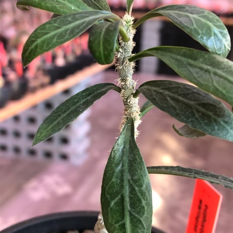 euphorbia waringiae《M size》※現地球株発根済※ぽっこりと丸みある塊根にギザギザ葉が相まって堪らなくかわいい一株※black bowl pot植え