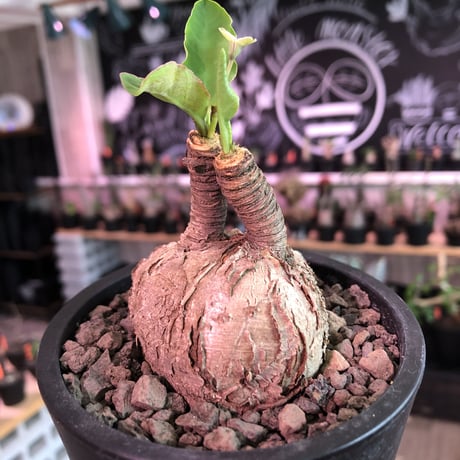 euphorbia subapoda《大きめM size》※大きくbalanceも良型‼︎ススをまとった様なmad感な肌質がカッコ可愛いオススメ株‼︎現在開花中‼︎※mad  black pot植え
