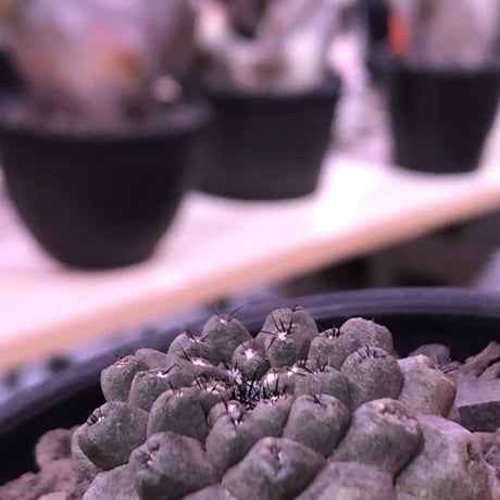 copiapoa   hypogaea《大きめS size》子吹き株※現地球カキ仔自根株※店主国内管理3年株※黒肌に優しい黒棘がwildなヒポガエア※mad black bowl pot植え※No.①