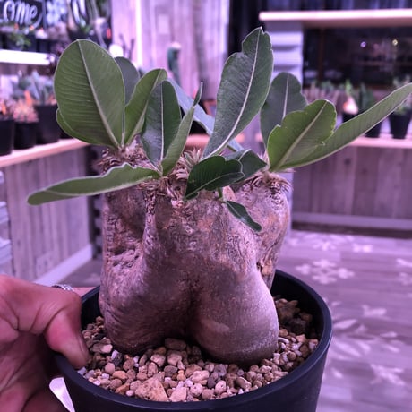 packypodium    roslatum var. eburneum（M  size） ※現地球   発根済み株