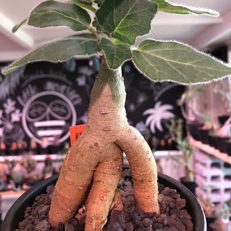 uncarina  roeoesliana《M size》※大変良き株元樹形の上、短枝となりbalanceも抜群株‼︎※mad black pot植え