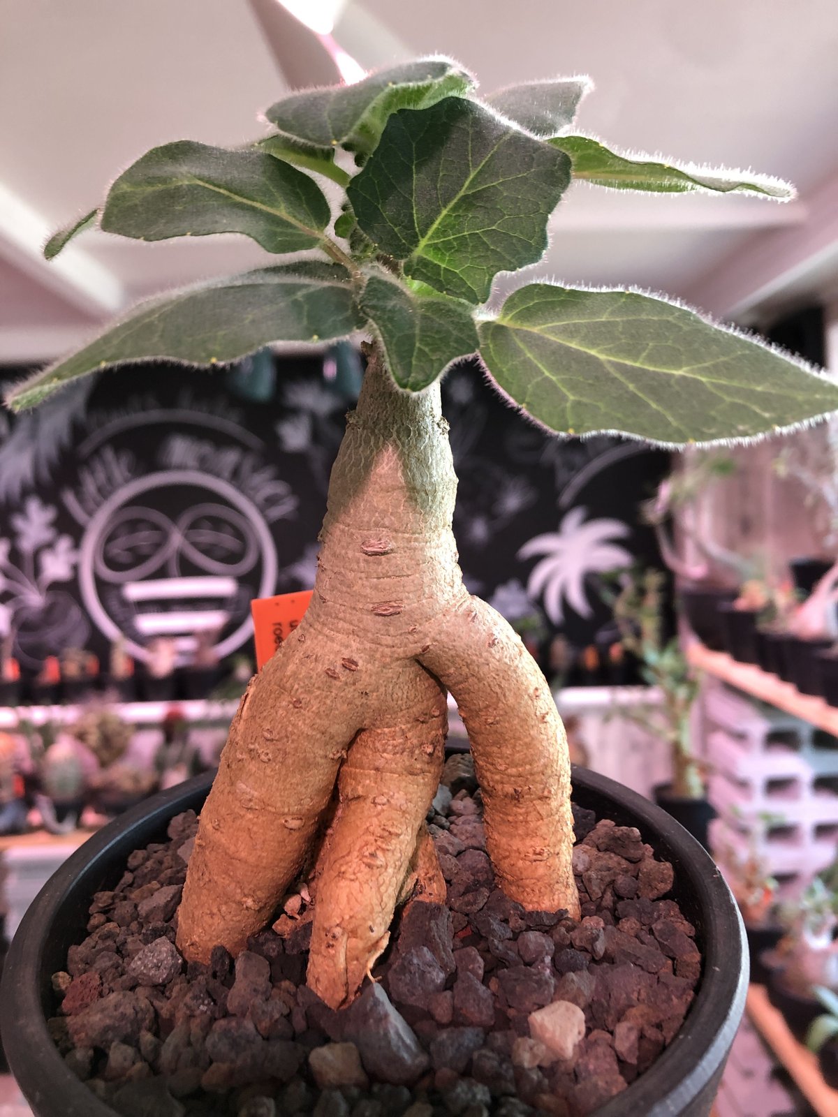 uncarina roeoesliana《M size》※大変良き株元樹形の上、短枝となりb