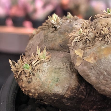 packypodium  brevicaule  恵比寿笑い《大きめM size》※現地球発根済株※個体差として荒い肌質のwild恵比寿‼︎良いsize感※mad black bowl pot植え