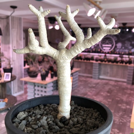 othonna   furcata《M size》美白株‼︎mad black pot植え
