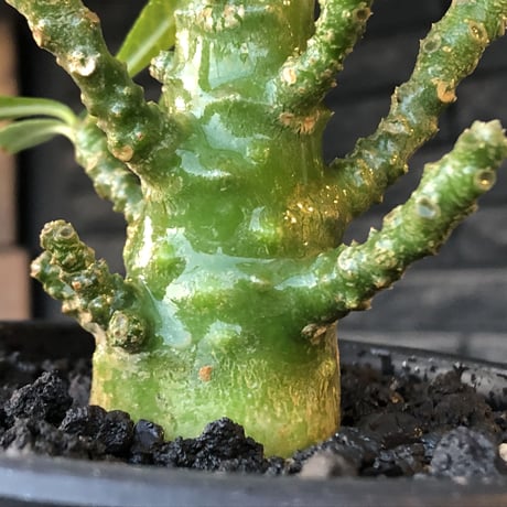 希少‼︎dorstenia gigas《小さめL  size》littmon  seed🌱9年株※極太ぼってり株元に良枝振りなリトモン渾身の一株※mad black pot植え