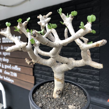 othonna  furcata《 LL size》極白肌良樹形※現地球発根後店主国内管理5年株※極美白肌且つ大きめながら大変枝振りバランスも良き一株※mad black bowl pot植え