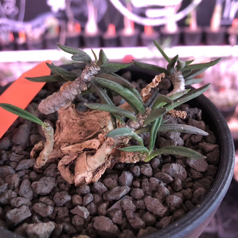 euphorbia cylindrifolia《M size》※塊根はぼってりと丸く、off- euphorbia cylindrifolia《M size》※塊根はぼってりと丸く、off-