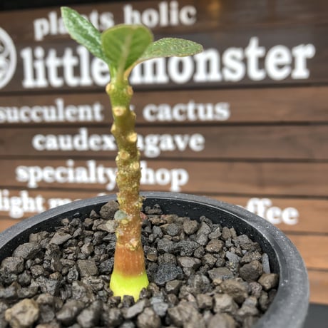 希少‼︎ dorstenia   gigas《大きめS size》littmon  seed🌱（実生株）※今季成長&枝振りに期待できる将来有望人気者ギガス※mad black pot植え