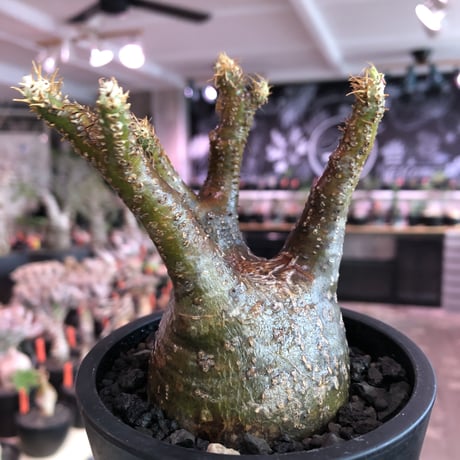 pachypodium  gracilius《小さめM size》※現地球発根済株※店主国内管理3年株※まるでフグの様な柄を持つ丁度良きサイズ感のグラキ※mad black pot植え