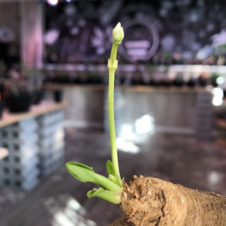 euphorbia    primulifolia  《M size》《white花》※ぼてっとプリっとこのformeが堪らない人気者‼︎※mad black pot植え※幹上がり仕立て