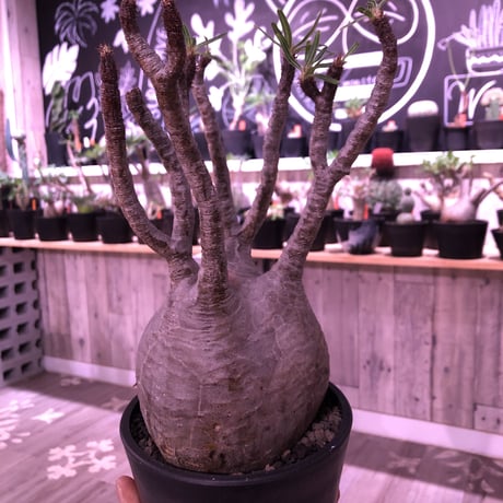 packypodium  gracilius《L  size》※現地球発根済み株‼︎  （限定1株）※全面A面の球体グラキ※mad black pot植え