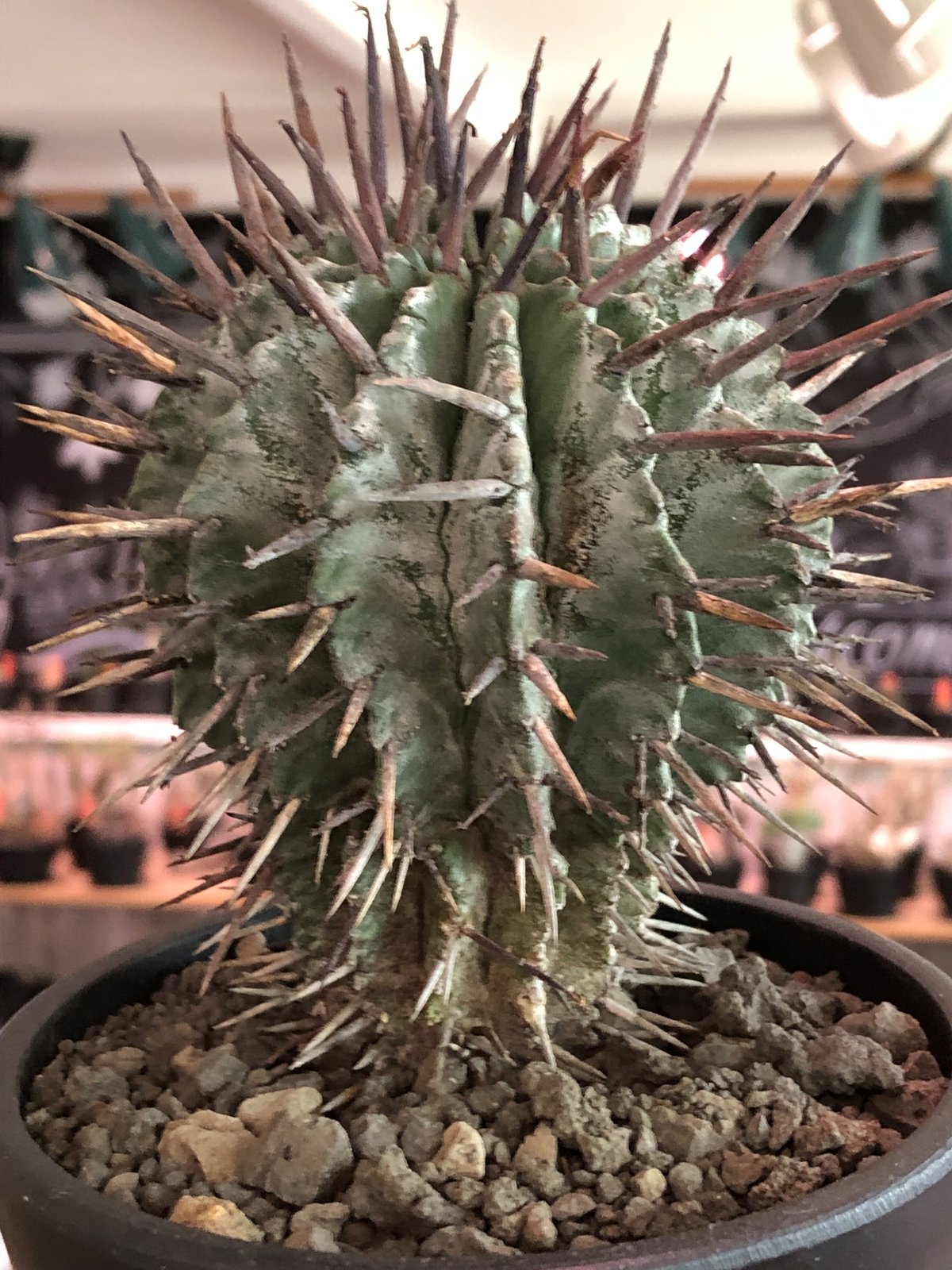 イタリア輸入 /