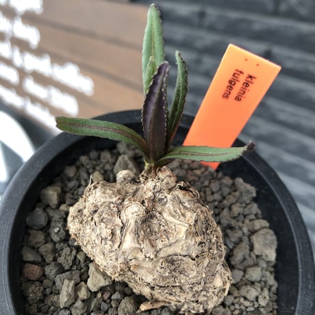 kleinia fulgens《LL size 》希少種※現地球株発根済※大きな岩かの如くザラザラ肌がwildで堪らない一株※mad black pot植え