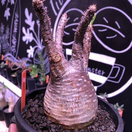 packypodium  gracilius 赤肌 《M size》  現地球  発根済み株   mad black pot植え（限定①株）