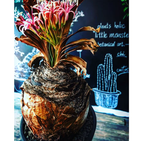 boophane   disticha  《 L size》※驚愕‼︎big過ぎる球体株‼︎※mad black bowl pot植え