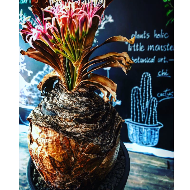 ブーファンディスティチャ（ディスティカ）Lサイズ ブーファン：ディスティチャ 4号鉢植え* の通販 | 園芸ネット