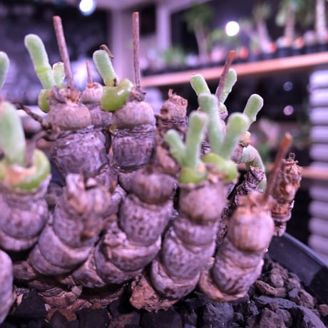 monilaria   moniliformis《M size》希少群生株 ※冬型caudex‼︎　オススメ株　※浅鉢植え