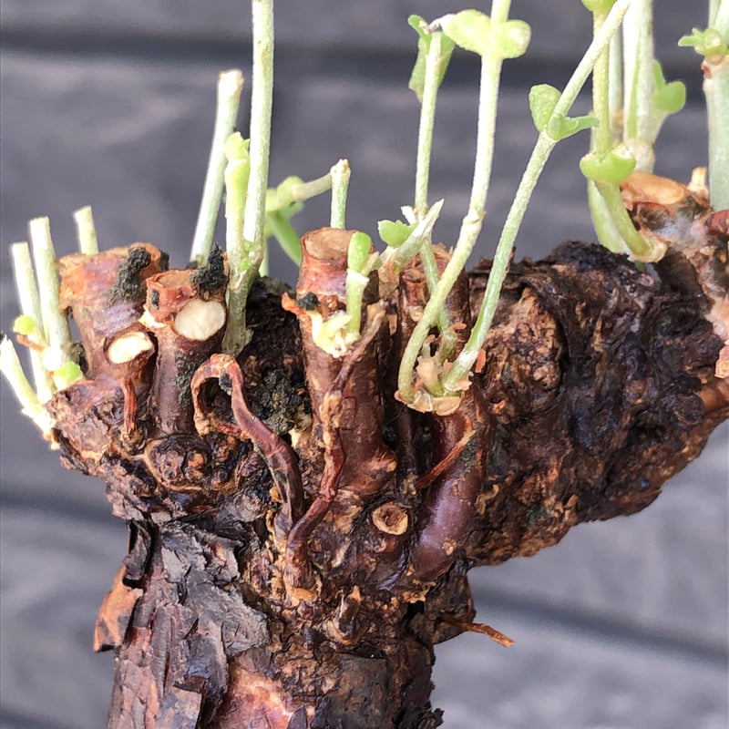 mestoklema tuberosum《大きめM size》※現地球発根済株※大変朽ち
