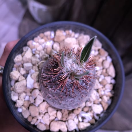 packypodium    gracilius《S S size》発根済み