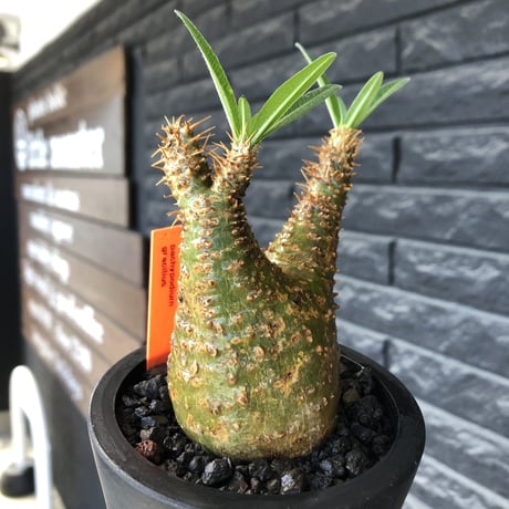 pachypodium gracilius《小さめ M size》希少green肌&二頭枝株※現地球発根後店主国内管理2年株※極グリーン肌のぼってり手乗りグラキ※mad black pot植え