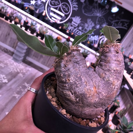 packypodium    roslatum var. eburneum（M  size）