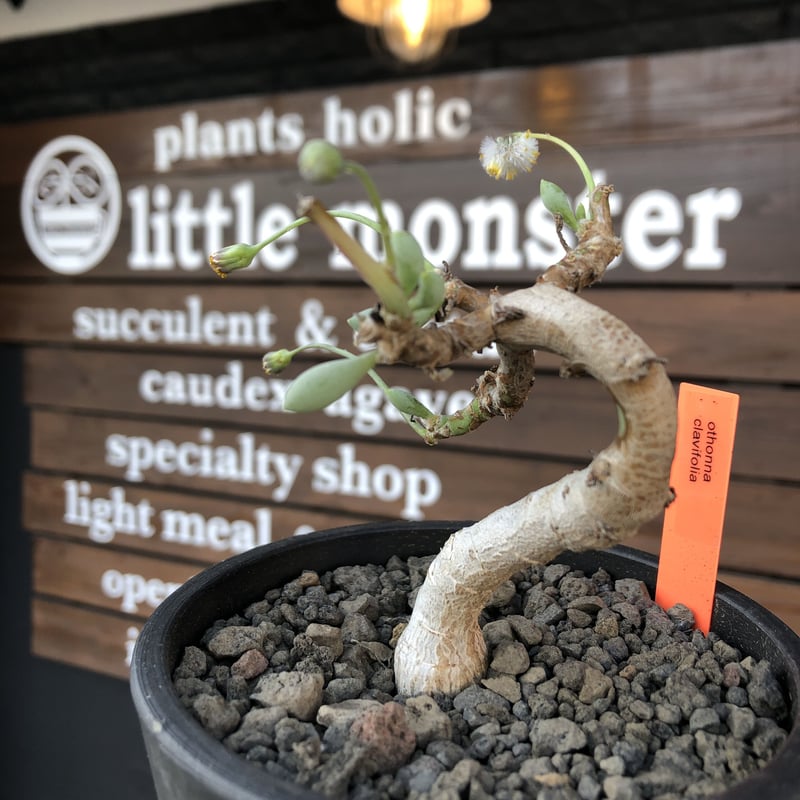 Othonna clavifolia オトンナ クラビフォリア 現地球 発根済