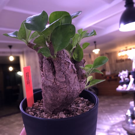 euphorbia  itremensis《M size》コンパクトにまとまったイトレ‼︎味のある表皮のひび割れに力強さを感じる1株‼︎