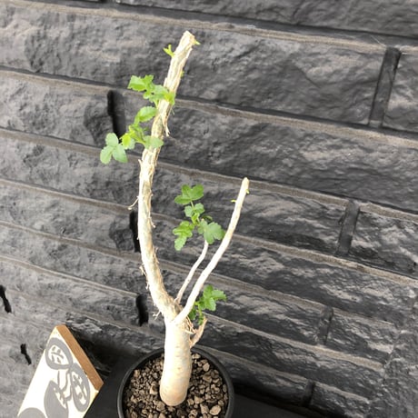 bursera  fagaroides《M size》※剪定後再芽吹き済株‼︎※大変上品な人気灌木ファガロイデス‼︎※mad black pot植え