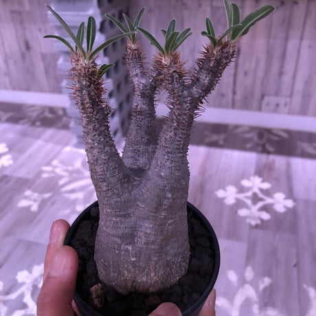 packypodium  gracilius 《M size》mad gray肌   現地球  発根済み株  mad black pot植え（限定①株）