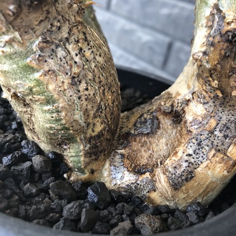 pachypodium gracilius 《L size》希少‼︎green肌 &ぼってり3-he'd株※現地球発根後店主国内管理4年株※weight低く両A面株※black bowl pot植え