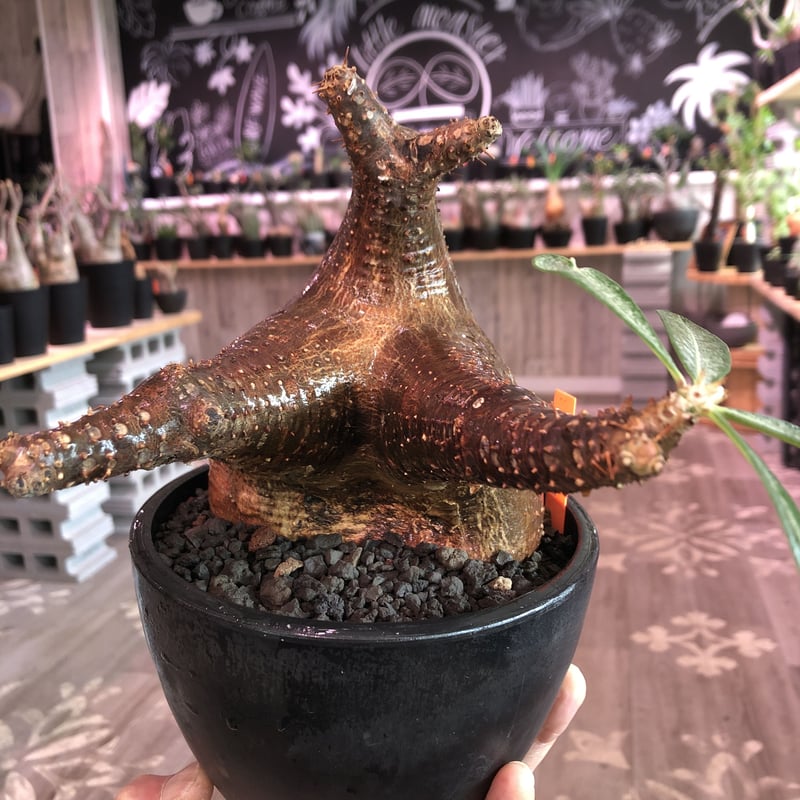 packypodium makayense《L size》驚愕赤肌‼︎※現地球発根済株‼