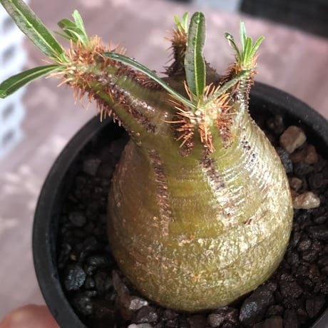 pachypodium gracilius《大きめS size》希少‼︎green肌※現地球発根済株※店主国内管理2年株※株元ぼってり且つbalance枝振り良き一株※mad black pot植え