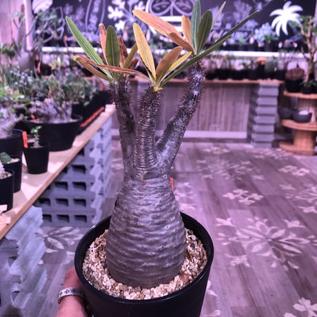 packypodium  gracilius《M size》※現地球株発根済み株‼︎  ※紅葉が綺麗なbalance良きグラキ※限定１株