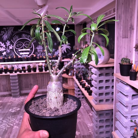 packypodium   bispinosum《M size》