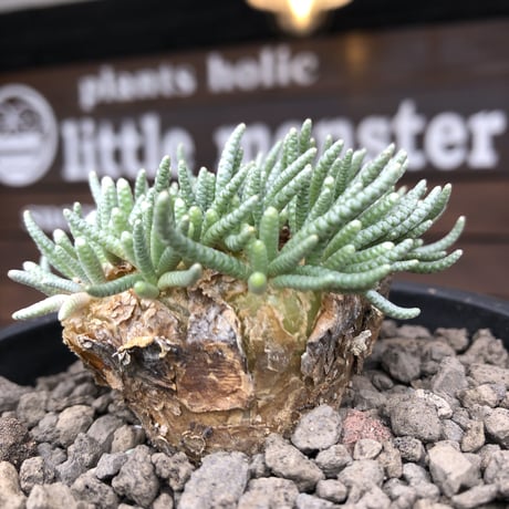avonia   alstonii《XL size》※現地球発根済株※店主国内管理12年株※年代物且つ驚愕big株‼︎二度と手に入らないサイズ感な激オススメ株‼︎※ mad black pot植え