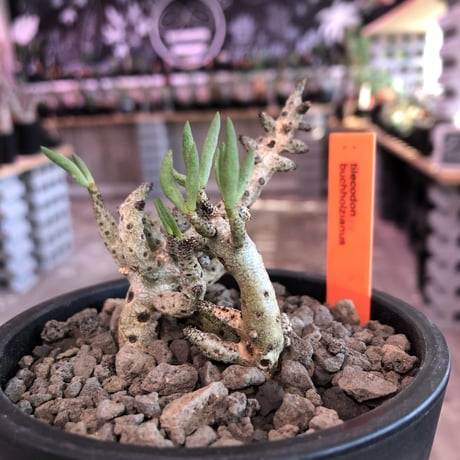 tylecodon buchholzianus《M size》※大変綺麗で繊細な品種‼︎※mad black pot植え