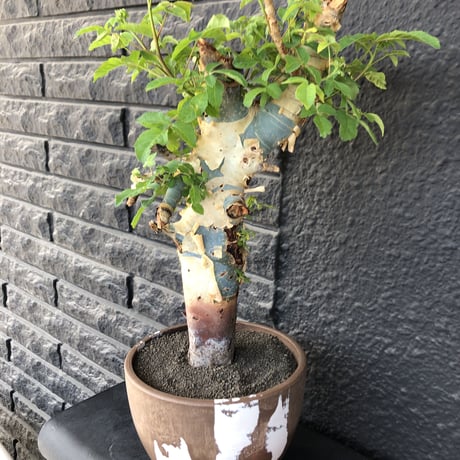 commiphora  holtziana《大きめLL size》驚愕‼︎極太株第3弾‼︎※現地球発根後店主国内管理3年株※渋さ佇まいが堪らない大株※brown marble bowl pot植え