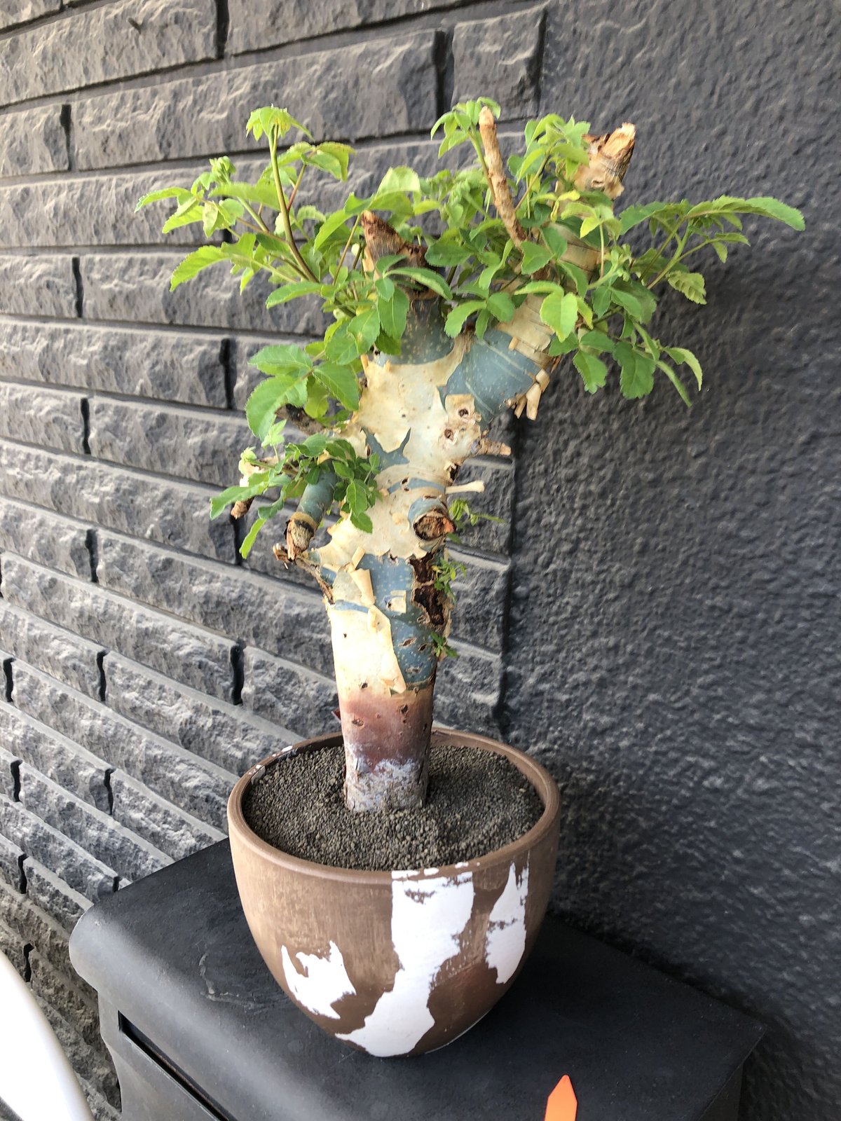 【N/OHコラボ鉢付】コミフォラ ホルトジアナ　発根済　灌木 塊根 コーデックス 発根済】コミフォラ ホルトジアナ n/ohコラボ鉢付 Commiphora