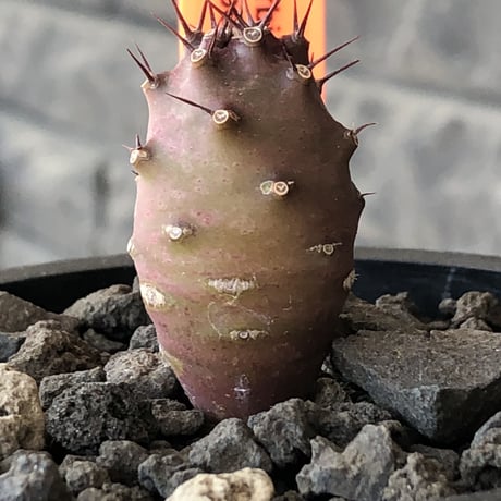 euphorbia  pachypodioides《S size 》※littmon seed🌱※まだまだ小振りが故に今後の成長過程をより感じられる一株※mad black pot植え