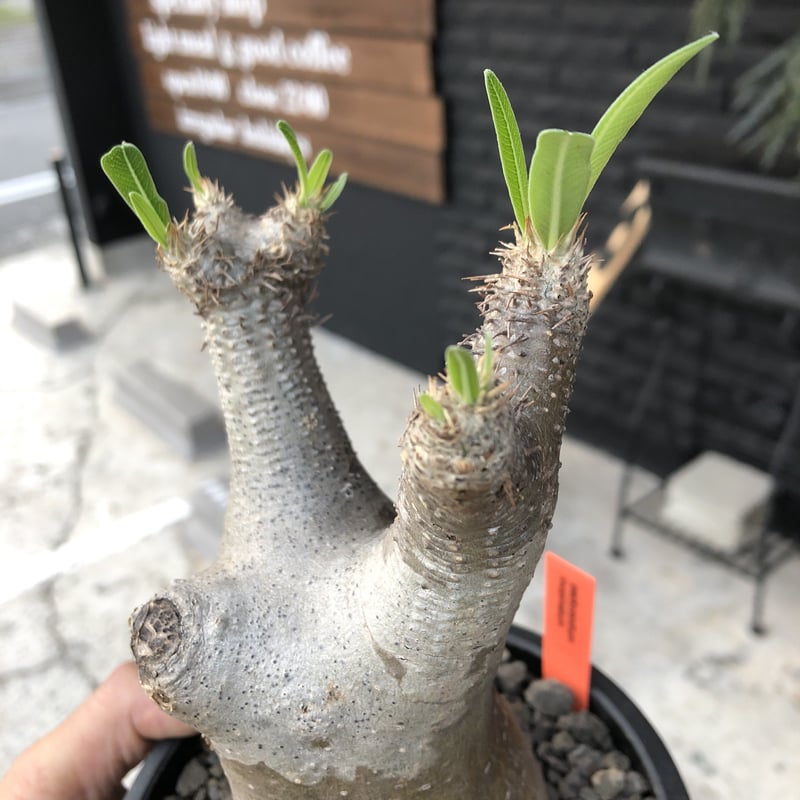 packypodium inopinatum《M size》発根済み株‼︎ 店主管理国内3