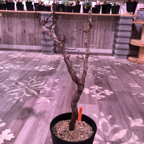 commiphora   monstrosa《 L size》芽吹き&発根済み株！