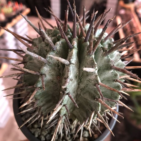 euphorbia horrida《大きめM size》※現地球株発根済※とびきりまん丸な可愛すぎる良樹形‼︎※mad black pot植え